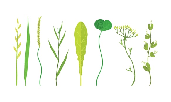 Green Leaves Set. Organic Plant Elements vector