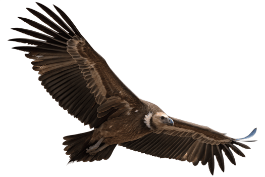 Flying vulture predator bird isolated in the transparent background png
