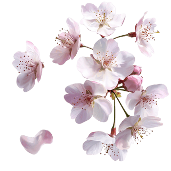 Delicate pink cherry blossoms with petals and natural beauty png