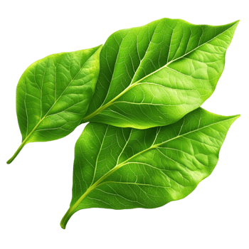 green leaves symbolizing nature and vibrant life png