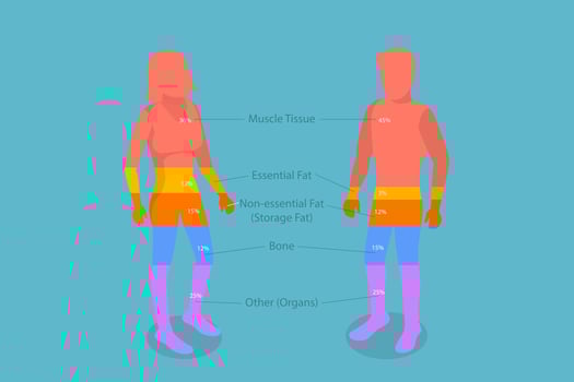 3D Isometric Flat Conceptual Illustration of Composition Of The Human Body, Educational Diagram vector
