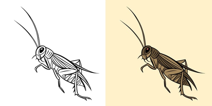 Illustration of a Cricket in Black and White and Colored Versions. vector