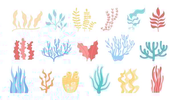Bright and colorful illustration featuring various seaweed, coral, and marine flora. Underwater design ideal for depicting an ocean reef, sea life, or aquatic world set. vector