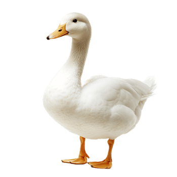 Adorable White Duck Swimming in Tranquil Water png