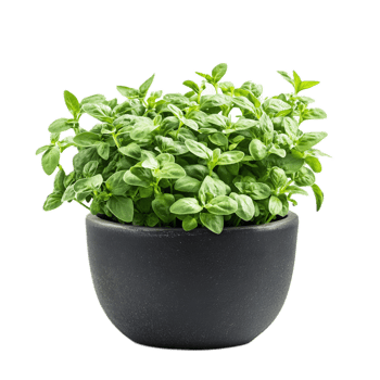 Aromatic Herb Plants Growing in a Black Planter on a White Background png