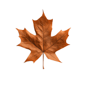 Vivid Autumn Maple Leaf with Warm Hues and Intricate Details Showcasing the Beauty of Fall Foliage png
