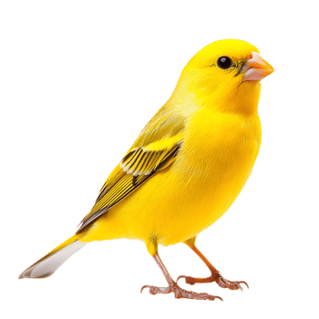 Bright Yellow Songbird Perched on White Background png