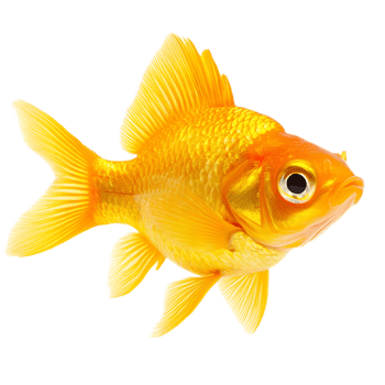 Captivating Goldfish Swimming Gracefully in Aquarium with Vibrant Orange Color png