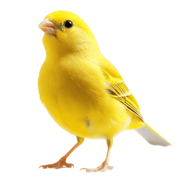 Charming Yellow Songbird Perched on Branch in Vibrant Natural Setting png