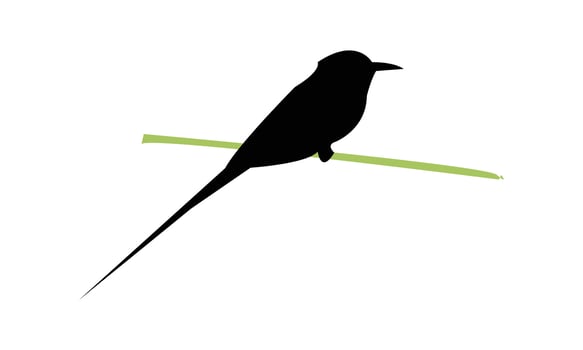 African green bee eater bird Silhouette vector
