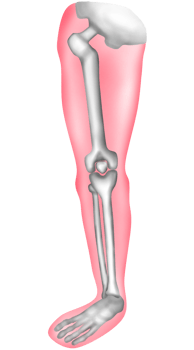 anatomy of Human Leg Bones png