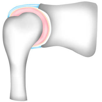 Shoulder Joint Bones with Ligaments png