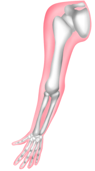 anatomy of Human Arm Bones png