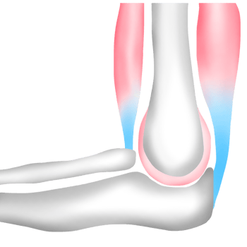 The Arm Bones at the Elbow Connect to Muscles with Tendons png