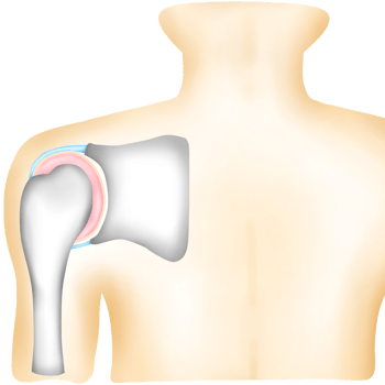 Human Shoulder Joint Bones anatomy png