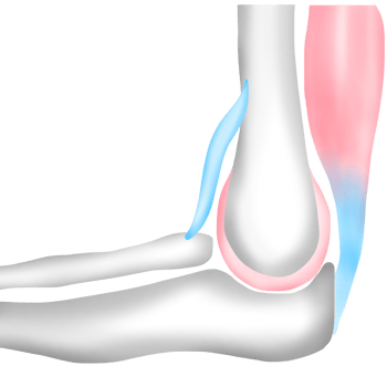 Bones Connect to Other Bones with Ligaments and to Muscles with Tendons png