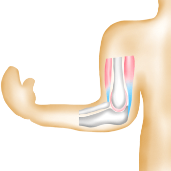 Structure of Bones and Muscles Around the Human Elbow Joint png