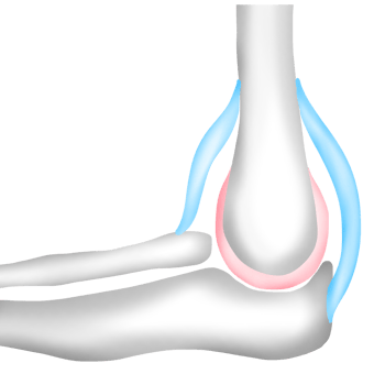 The Humerus Bone Connects to the Radius and Ulna with Ligaments png