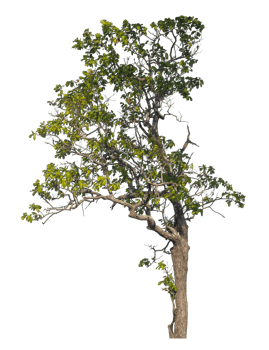 tree isolated on transparent background with clipping path and alpha channel, tropical trees, real tree green leaf png