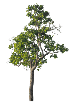 Green tree isolated on transparent background, tropical trees. png