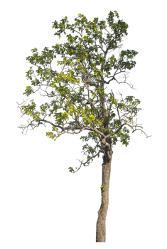 Green trees isolated on transparent background with clipping path, single tree with clipping path and alpha channel png