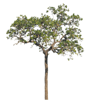 Green tree isolated on transparent background, real tree green leaf png