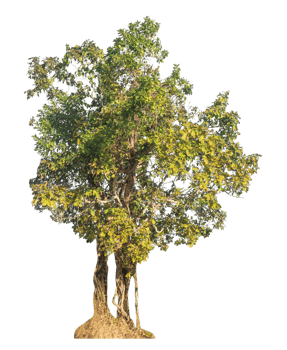 Isolated trees on transparent background with clipping path, alpha for brush design png
