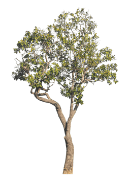 Green tree isolated on transpTrees isolated on transparent background, tropical trees isolated used for design.arent background, png
