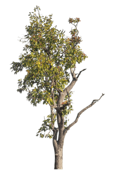Green tree isolated on transparent background, High quality clipping mask for professional composition. png