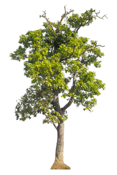 Trees isolated on transparent background, tropical trees isolated used for design. png
