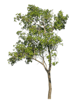 Green trees isolated on transparent background, tropical trees.tropical trees isolated used for design. png