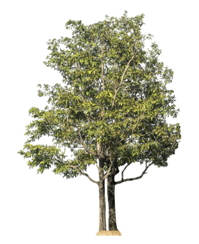 Tree isolated on transparent background, tropical trees png
