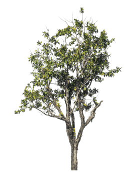green tree isolated on transparent background. png