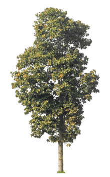 Single tree isolated on transparent background with clipping path and alpha channel. png