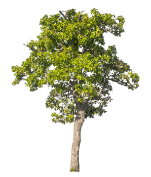Green tree isolated on transparent background, tropical trees isolated used for design. png