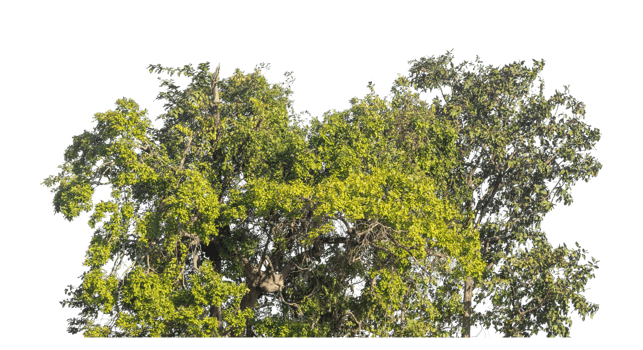 bush isolated on transparent background with clipping path and alpha channel, tropical trees. png