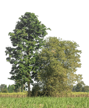 Green trees isolated on transparent background with clipping path and alpha channel, tropical trees. png