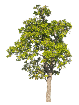 Green tree isolated on transparent background, Trees isolated on white background, tropical trees isolated used for design. png