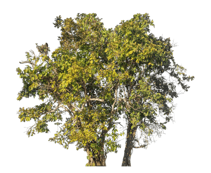 Group of trees isolated on transparent background with clipping path and alpha channel, tropical trees png