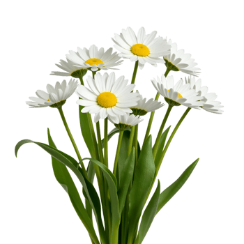 Fresh Daisy Flowers on Transparent Background Perfect for Digital and Print Use png