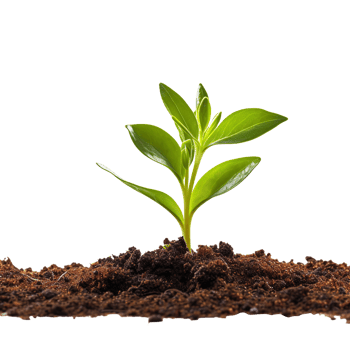 a Green Sprout Growing from the Soil isolated on transparent background png