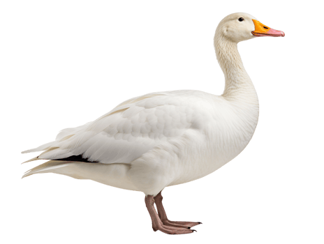 A white goose stands isolated on transparent background png