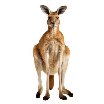 Australian kangaroo standing isolated on transparent background png