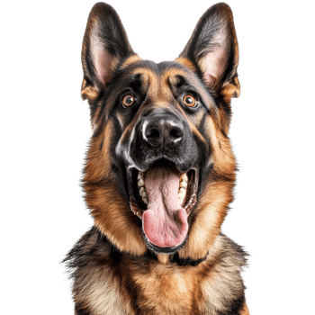Playful German Shepherd Dog on transparent background. png