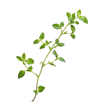 Culinary Thyme Sprig on White on transparent background. png