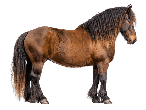 Belgian Draft Horse Rear View isolated on transparent background png