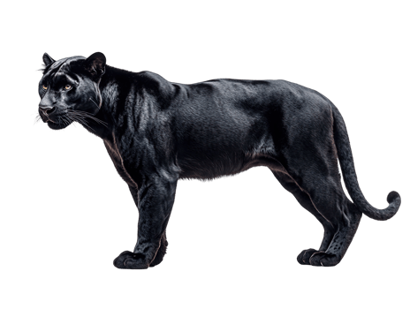 black panther standing isolated on transparent background png