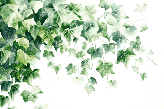 Watercolor Ivy Pattern - Transparent Background png