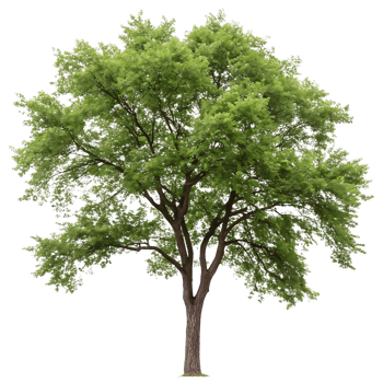 Elm tree with lush green leaves and symmetrical branches standing strong and serene in front of a pure Transparent Background png