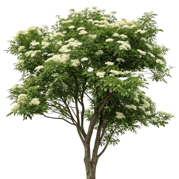 Beautiful elder tree in full bloom with blossoms and vibrant green leaves standing out against a minimalist Transparent Background png